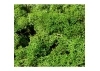 Heki 3210 Std Lichen Light Green