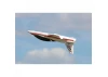 Arrows Hobby Viper PNP with Vector Gyro (773mm)