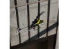 Blade 120 S2 - RTF