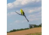Blade 330 S - RTF with SAFE