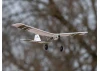 E Flite UMX Slow Ultra Stick - BNF Basic