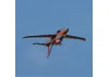 FMS Integral 80mm EDF - PNP - Red