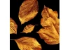 Guild Lane Super GILD Acrylic Gilding Enamel Paint, Burnt Copper (30ml)