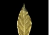 Guild Materials GILD Gilding Enamel Paint, Gold (60ml Jar)