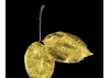 Guild Lane GILD Acrylic Gilding Enamel Paint, Gold (250ml Tin)