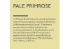 Guild Lane Jubilee Maker Paint, Pale Primrose (60ml)