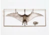 1/35 Pteranodon