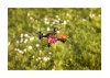 Carson X4 Quadcopter Angry Bug 2.0 100%rtf