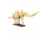 Dinosaur Fossils: Stegosaurus