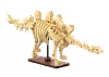 Dinosaur Fossils: Stegosaurus