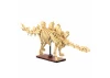 Dinosaur Fossils: Stegosaurus