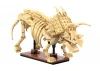 Dinosaur Fossils: Triceratops