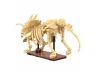 Dinosaur Fossils: Triceratops