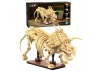 Dinosaur Fossils: Triceratops