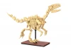 Dinosaur Fossils: Velociraptor