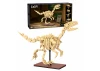 Dinosaur Fossils: Velociraptor