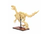 Dinosaur Fossils: Velociraptor