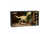 Dinosaur Fossils: Velociraptor