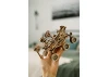 Wood Trick Mars rover