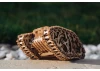 Wood Trick Steam Tank