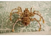 Wood Trick Space Spider