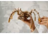 Wood Trick Space Spider