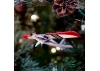 E Flite Turbo Timber Evolution Christmas Tree Ornament