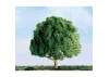 JTT 94260 Oak, 1, (4 per pack)