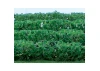 JTT 95515 Flower Hedges, 5 x 3/8 x 5/8, HO-Scale, (8 per pack)