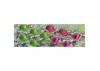 JTT 95527 Cabbage & Lettuce, 1/4 width, HO-Scale, (20 per pack)