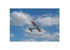 Max Thrust Riot ARTF - Red