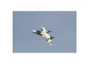 Multiplex Kit FunJet 2