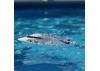 Pro Boat Jet Jam 12 - White