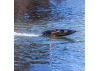 Pro Boat Recoil 2 - 26 Deep-V RTR