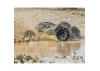ProLine Interco Black Mamba 2.6 Mud Terrain Tyres (2)