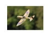 Top RC Spitfire (NKK) RTF 450 (Mode 1)