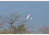 Volantex Sonik Ranger 600 RTF Powered Glider With Flight Stabilization