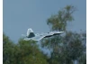 XFly F-22 EDF Jet