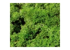 Heki 3230 Monster Lichen Light Green