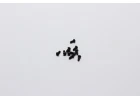 Kyosho Hex Button Screws 2X4mm (10)