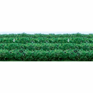 JTT 95515 Flower Hedges, 5 x 3/8 x 5/8, HO-Scale, (8 per pack)