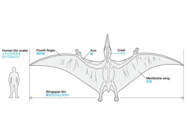 1/35 Pteranodon